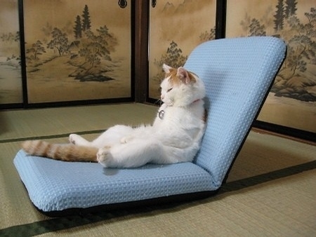 Hilarious Cats Sitting In Weird Positions Fuzzfeed